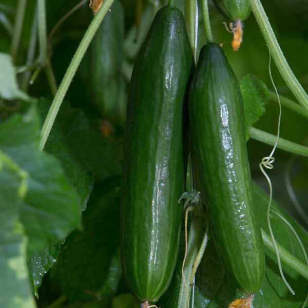 CS-1101