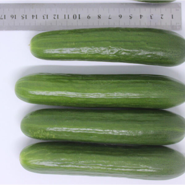 CS-1201 - Image 3