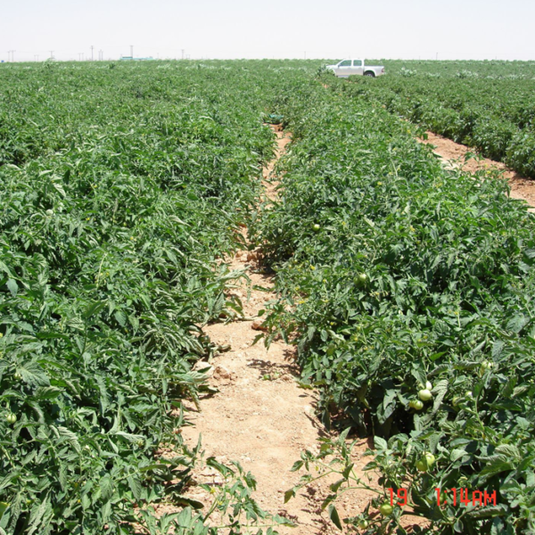 CS-2101 - Image 3